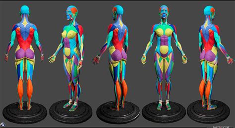 female anatomy for artists|Female Anatomy Photo Reference Pack For Artists .